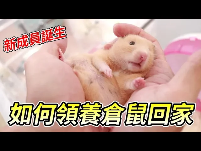 【維鼠日記】如何領養倉鼠回家?新成員黃金鼠誕生!【維特】